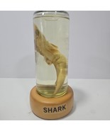 Vintage Shark in a Bottle Preserved Oddities in Glass Jar Fish - €25,94 EUR