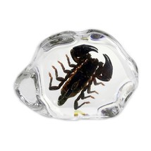 Real Black Scorpion Genuine Insect Desktop Paperweight Lucite Paper Weight Gift - £27.28 GBP