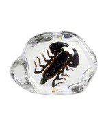 Real BLACK SCORPION Genuine INSECT Desktop Paperweight Lucite Paper Weig... - £27.24 GBP