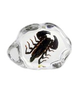 Real BLACK SCORPION Genuine INSECT Desktop Paperweight Lucite Paper Weig... - $658.14 MXN