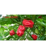 15 Seeds Trinidad SR 7 Pod CONGO Gigantic Red Extreme hot pepper RARE Bi... - $62.66 MXN