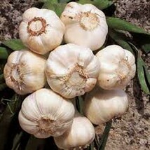 Garlic 1/2 Pound Bulb ,Fresh California Softneck Garlic Bulb, Planting & Growing - $8.41