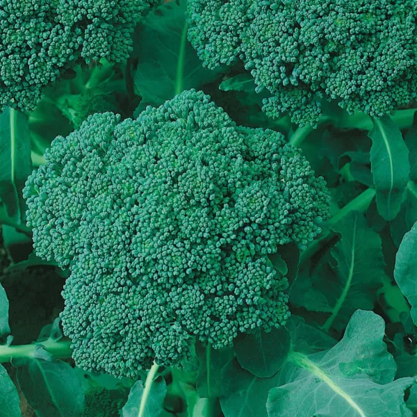 Non Gmo 300+ Green Sprouting Calabrese Broccoli Seeds Heirloom Fresh Garden - £5.47 GBP