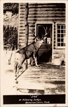 &quot;Joe&quot; at Kilmorey Lodge Waterton Lakes Park Alberta Canada RP Postcard PC209 - £23.69 GBP