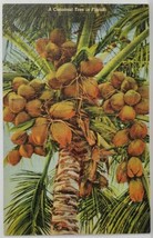 Coconut Tree In Florida 1950s to Canton Ohio Postcard T12 - £3.10 GBP