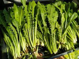 500 Heirloom Italian Catalogna Endive Seeds Non-GMO - $5.94
