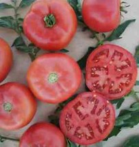 SEPTH 50 Seeds Pink Cupcake Tomato Tomatoe Vegetable Garden Edible Canning - £4.23 GBP