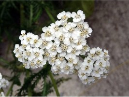 100 Seeds Yarrow White Flower Quick Bloom Heirloom Seeds For Stunning Spaces - $8.35