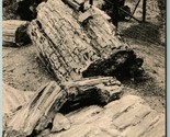 Cavo Albero Pietrificato Foresta Santa Rosa California Ca Unp Fototipia ... - $10.19
