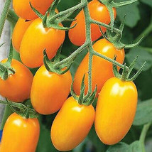 50Seeds Golden Sweet Grape Orange Crunchy Sweet/Low Acidity Cherry Tomat... - £5.25 GBP