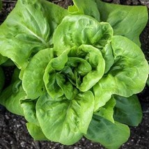 Buttercrunch Butterhead Lettuce Seeds Organic New Fresh Seeds - $3.96