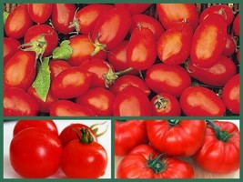 LWSTORE Tomato Seeds Tasty Tomatoes 3 Pk Special Cherry Roma Beefsteak USPS Ship - $10.41