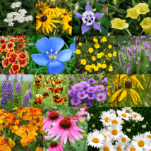 All Perennial Flower Seed Mix | 17 Flower Varieties 500 Seeds  - $11.98