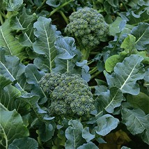 Broccoli Seeds 600 Green Sprouting Calabrese Fresh Garden - $3.98