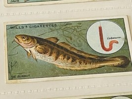 WD HO Wills Cigarettes Tobacco Trading Card 1910 Fish &amp; Bait Burbot #17 ... - $19.69