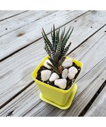 Live Succulents, Zebra Plant, Haworthiopsis Fasciata, Striped Haworthia - £11.98 GBP