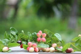ArfanJaya Indian Cherry {Rhamnus Caroliniana} Deciduous Tree 10 Seeds - $8.55