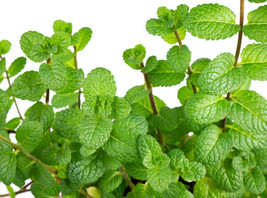 400 Peppermint Seeds Mentha Mint NonGMO Heirloom Perennial Herb - $9.00