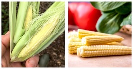 Mini Baby Sweet Corn 150 Pcs Seeds Vegetable Poporn International Ship - $26.99