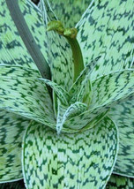 ALOE cv DELTA LIGHTS hybrid exotic color succulent rare flowering seed 1... - $8.99