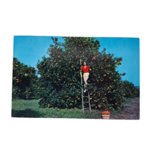 Postcard Picking Oranges At One Of Floridas Many Groves Chrome Posted - $6.98