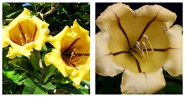 Live Plant Solandra Maxima, variegated , Cup of Gold in 6&quot; Pot Garden - £36.86 GBP