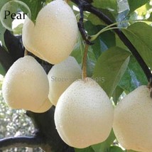 Pear Chinese White Sand Pear, 5 Seeds, juicy fleshy sweet and delicious green fr - £6.28 GBP