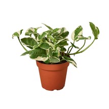 Pothos 'N'joy'-6" Pot / Nursery Pot - $937.30 MXN
