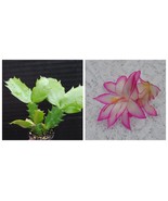 Fairy Tale Christmas Cactus Schlumbergera Starter Plant - $36.91 CAD