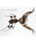 Devils Mantis Verso Idolomantis Diabolica Very RARE Framed Entomology Sh... - $2,377.09 MXN