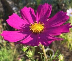30 seeds, Magenta Cosmos, annual - $5.00