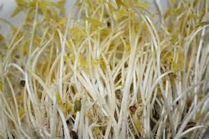 Primary image for Mung Bean Sprouting Seed- Organic - 4 Oz - Country Creek Brand - Dried Mung Bean