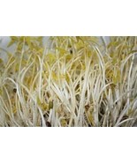 Mung Bean Sprouting Seed- Organic - 4 Oz - Country Creek Brand - Dried M... - $11.24