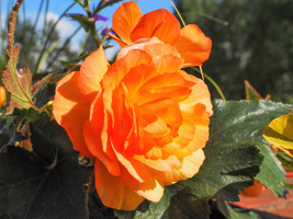 GUNEL 25 Orange Double Begonia Tuberosa Tuberous Begonia Shade Flower Seeds - $17.00