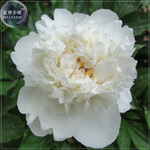 SL Peony Purely White Cream White Flower Seeds Big Blooms Home Garden Smell Frag - $1.23