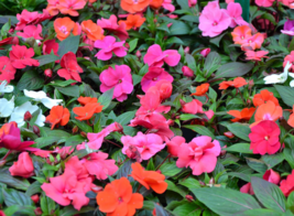 50 Pc Seeds Dwarf Impatiens Mixed Flower Plant, Impatiens Seeds for Planting |RK - $16.80