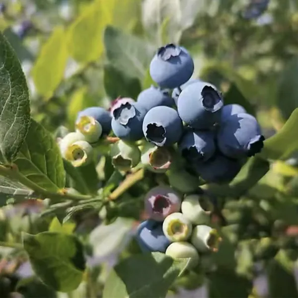 100+ Blueberry Seeds For Planting Garden - £16.38 GBP