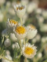 Rhodanthe floribunda inflorecscence thumb200