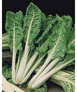 SDC Premium Green Lucullus Swiss Chard Seeds Easy Grow - $19.58 CAD
