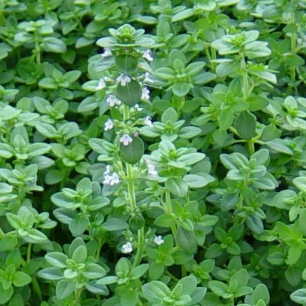Fresh German Winter Common Thyme Seeds 1000+ Herb Groundcover Perennial - $7.70