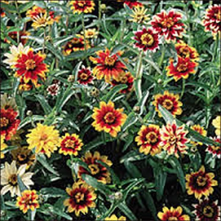 100 Fresh Seeds Zinnia Persian Carpet Mix - £9.31 GBP