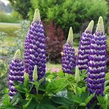 HGBO 25 Seeds Blacksmith Lupine Seeds Flower Perennial Hardy Flowers Seed 933 Us - £6.51 GBP