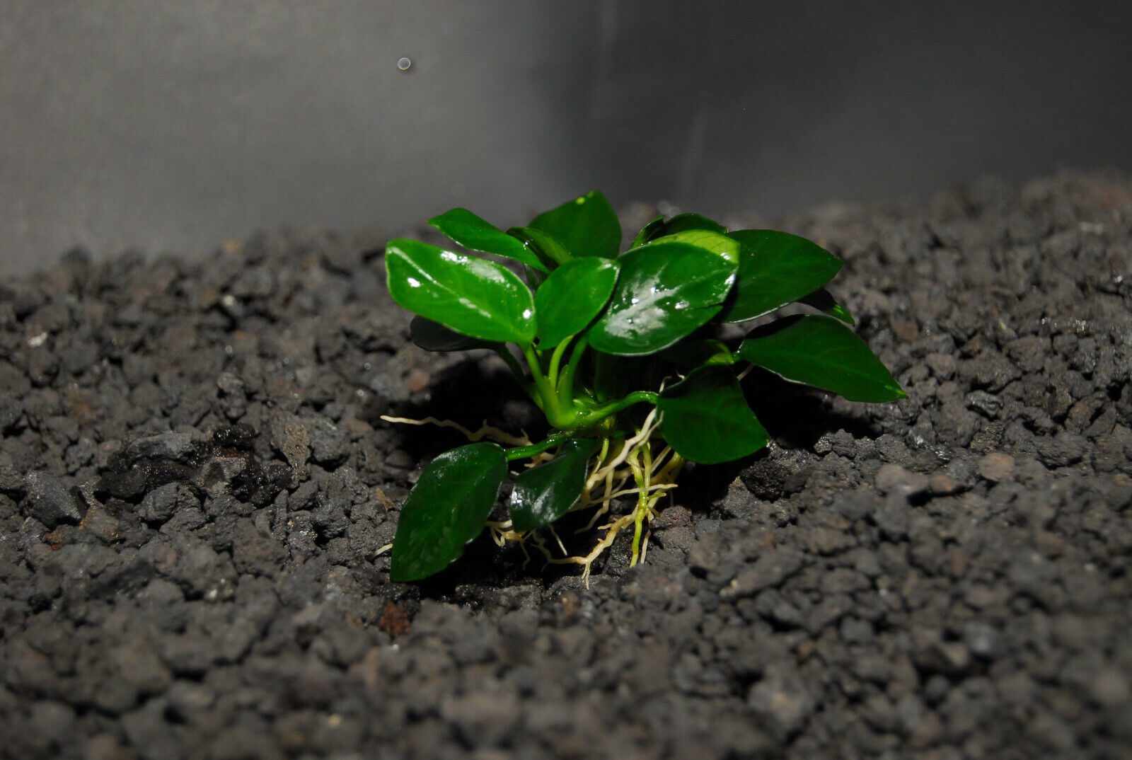 ANUBIAS NANA BONSAI ONE PLANT-Freshwater Aquatic Live Plants  SUPER PRIC... - $4.94