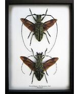 Giant Longhorn Pseudomeges Marmoratus Pair XL Real Beetles Framed Shadowbox - $253.51 CAD