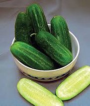 Cucumber, National Pickling Cucumber Seed, Heirloom, Organic 25 Seeds, Great for - £1.59 GBP