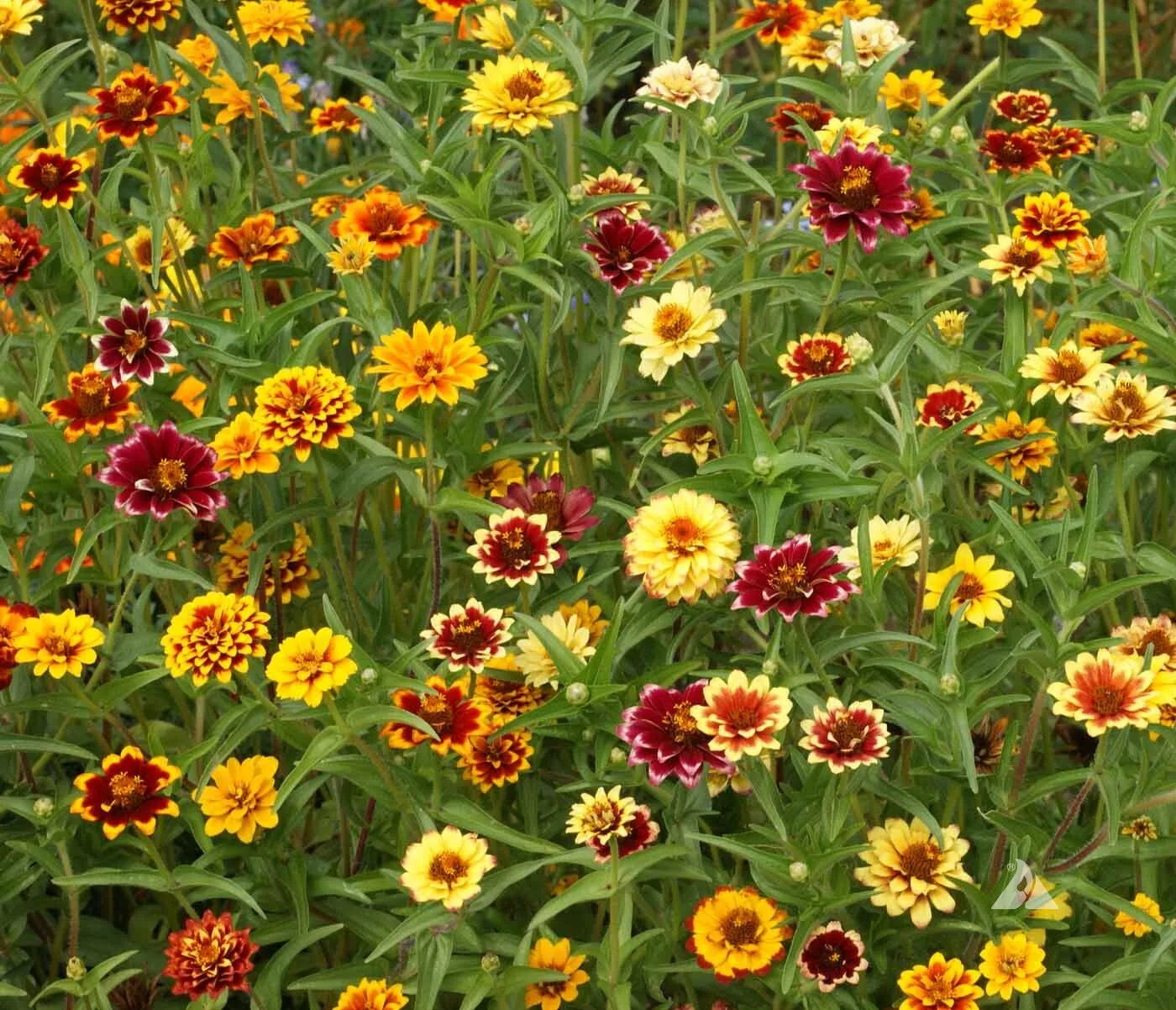 KS Persian Carpet Mexican Zinnia Mix Organic Non Gmo Planting 50 Seeds  - $9.36