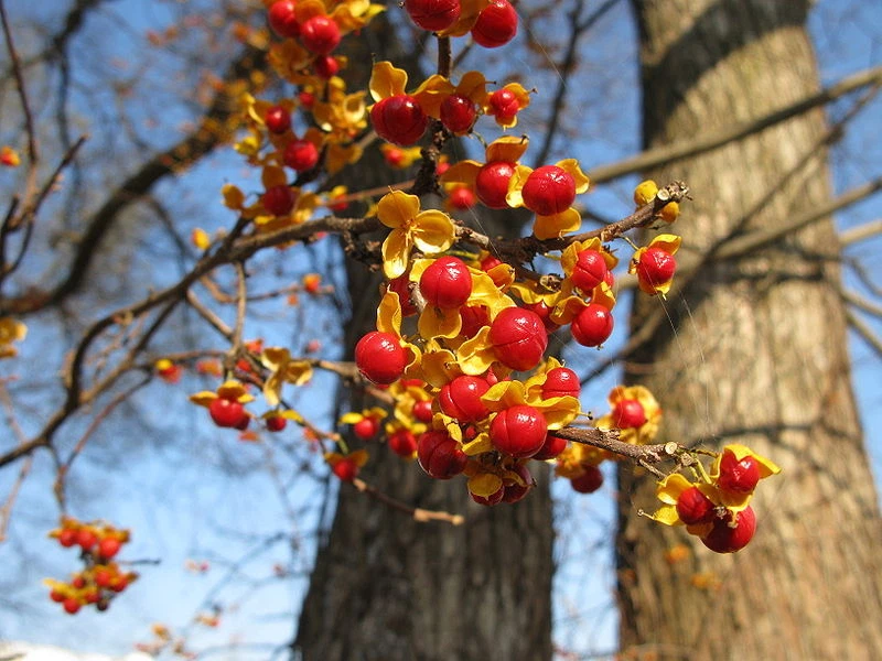 Celastrus orbiculatus BITTERSWEET VINE Seeds! - $16.42