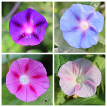 USA Seller 25 Morning Glory Seeds Mixed Colors Organic - £5.95 GBP