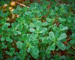 Green Purslane Seeds, Little Hogweed, Duckweed, Omega-3s, NON-GMO, FREE ... - $2.47+