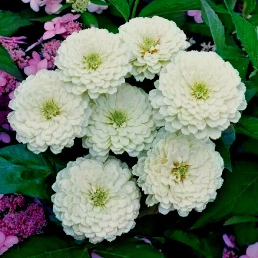 RAFH 300 White Zinnia Flower Summer Flowering Annual Cut Flowers Heirloom Seeds - $9.67